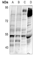 1 - Anti-Delta Opioid Receptor (Phospho-S363) Antibody AP60495