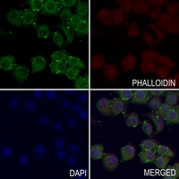3 - Anti-Kappa Opioid Receptor (Phospho-S369) Antibody AP60496