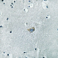 19 - Anti-Kappa Opioid Receptor (Phospho-S369) Antibody AP60496