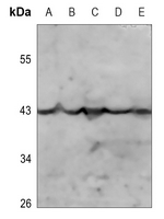 1 - Anti-Kappa Opioid Receptor (Phospho-S369) Antibody AP60496