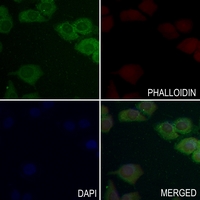 3 - Anti-SHPTP1 Antibody AP60501