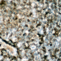 19 - Anti-SHPTP1 Antibody AP60501