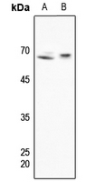 1 - Anti-SHPTP1 Antibody AP60501