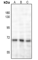 1 - Anti-NF-kappaB p65 (Acetyl-K221) Antibody AP60505