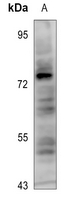 1 - Anti-YAP1 (Phospho-S127) Antibody AP60506