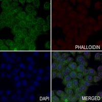 3 - Anti-RIMKLB Antibody AP60507