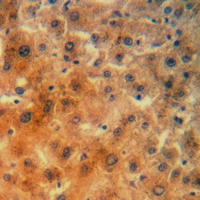 19 - Anti-RPS23 Antibody AP60508