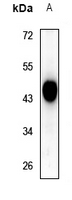 1 - Anti-SIRT3 Antibody AP60511