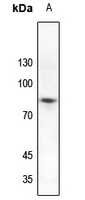 1 - Anti-SP1 (Phospho-T739) Antibody AP60515