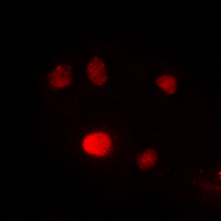 3 - Anti-PU.1 Antibody AP60516