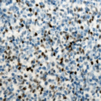 19 - Anti-PU.1 Antibody AP60516