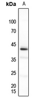 1 - Anti-PU.1 Antibody AP60516