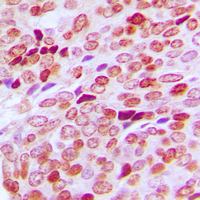 19 - Anti-SPIN1 Antibody AP60517