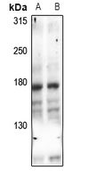 1 - Anti-UBR1 Antibody AP60521
