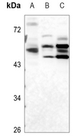 1 - Anti-ULK3 Antibody AP60523