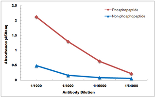 10 - Anti-VASP (Phospho-S238) Antibody AP60525