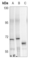 1 - Anti-WASP (Phospho-Y290) Antibody AP60526