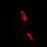 3 - Anti-Adenosine A3 Receptor Antibody AP60531