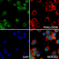 3 - Anti-AKT (Phospho-T450) Antibody AP60532
