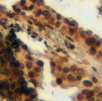 19 - Anti-Annexin A1 (Phospho-Y21) Antibody AP60534