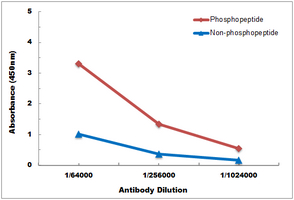 10 - Anti-Androgen Receptor (Phospho-S213) Antibody AP60535