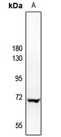 1 - Anti-A-RAF Antibody AP60536