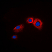 3 - Anti-Beta-arrestin-1 Antibody AP60537