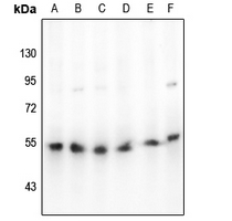 1 - Anti-Beta-arrestin-1 Antibody AP60537