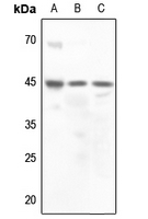 1 - Anti-Vasopressin V2 Receptor Antibody AP60541