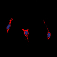 3 - Anti-BAI1 Antibody AP60542