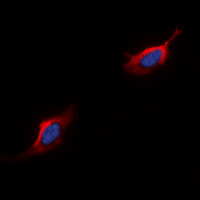 3 - Anti-CD88 Antibody AP60545
