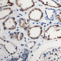19 - Anti-CD88 Antibody AP60545