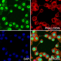 3 - Anti-Caspase 3 (Phospho-S150) Antibody AP60546