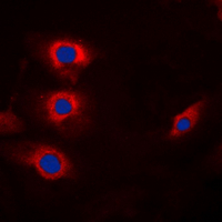 3 - Anti-Cyclin B1 (Phospho-S147) Antibody AP60547