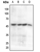 1 - Anti-Cyclin B1 (Phospho-S147) Antibody AP60547