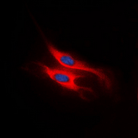 3 - Anti-CCR11 Antibody AP60549