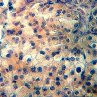 19 - Anti-CCR11 Antibody AP60549