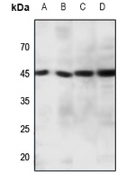 1 - Anti-CCR11 Antibody AP60549