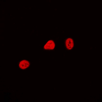 3 - Anti-CDCA4 Antibody AP60550