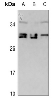 1 - Anti-CDCA4 Antibody AP60550