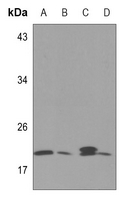 1 - Anti-Zeta COP Antibody AP60557