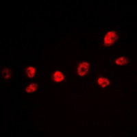 3 - Anti-CREB (Phospho-S142) Antibody AP60558