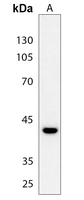 1 - Anti-CREB (Phospho-S142) Antibody AP60558