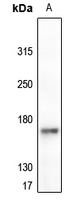 1 - Anti-EGFR (Phospho-Y1092) Antibody AP60561