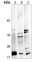 1 - Anti-FGF22 Antibody AP60564