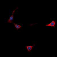 3 - Anti-GPR101 Antibody AP60566