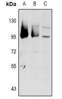 1 - Anti-GPR101 Antibody AP60566