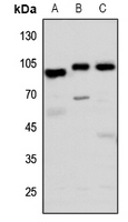 1 - Anti-GPR113 Antibody AP60567