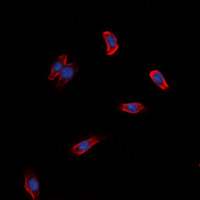 3 - Anti-GPR97 Antibody AP60568