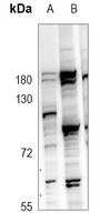 1 - Anti-GPR97 Antibody AP60568